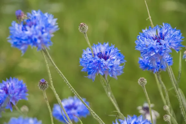 Blick auf Kornblumen in einer Wiese